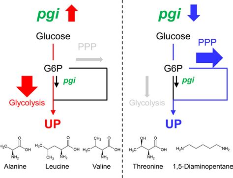 The End Products Of Glycolysis Include What Are The End Products Of