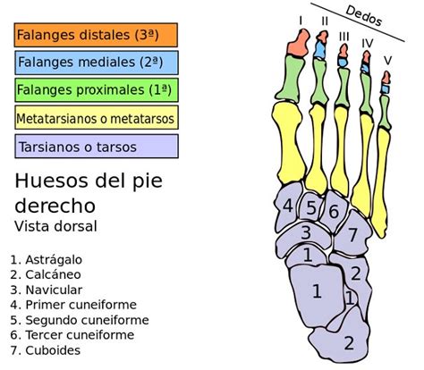 Huesos Del Tarso Esqueleto Humano