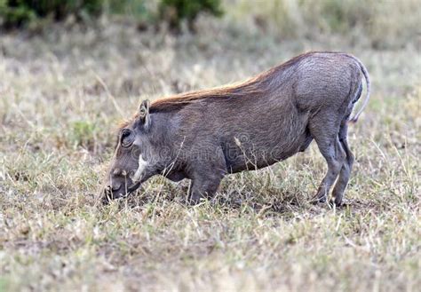 Warthog Running Stock Photos Free Royalty Free Stock Photos