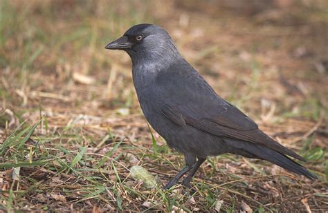 Nordic Jackdaw Nordic Jackdaw Coloeus Monedula Monedula Flickr