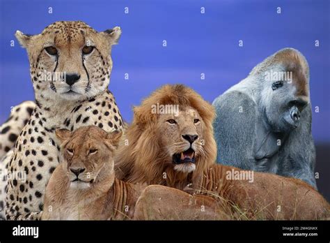 Some Species Of African Animals Stock Photo Alamy