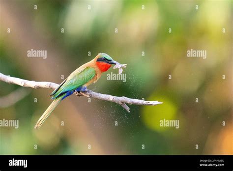 Red Throated Bee Eater Feeding On A Moth At Murchinson Falls National