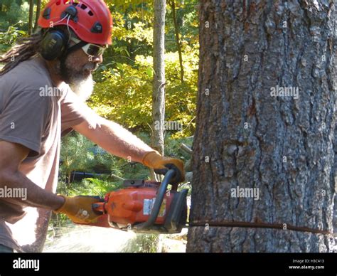 Lumberjack Cutting Down Pine Tree With Husqvarna Chain Saw Stock Photo