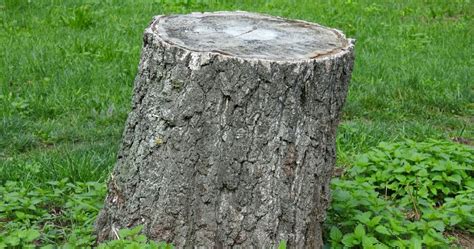 How Much Does Stump Removal Cost Tree Services Of Omaha