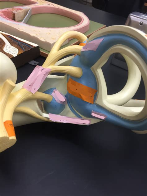 membranous labyrinth Diagram | Quizlet