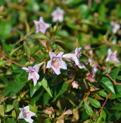 Abelia Grandiflora Edward Goucher Online Garden