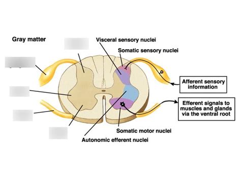 Spinal Cord Cross Section Diagram Quizlet