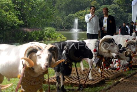 PRESIDEN GELAR LOMBA DOMBA GARUT | ANTARA Foto