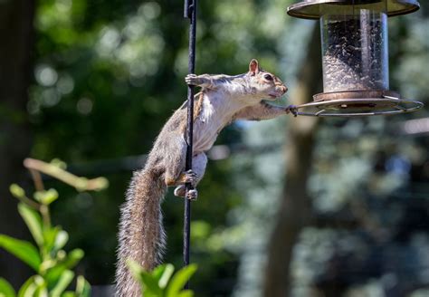 Is Hot Pepper Bird Seed Safe for Birds? - Birds and Blooms