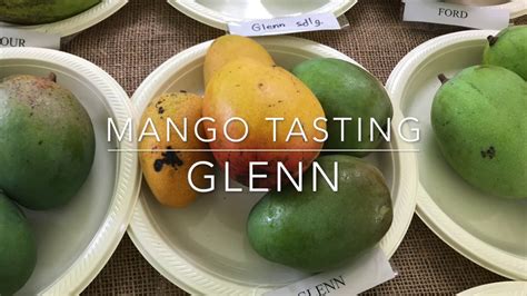 Glenn Mango Florida Grown Mango Tasting Youtube