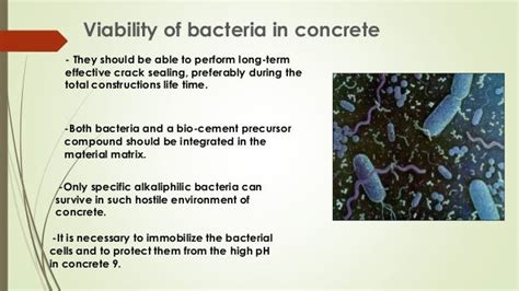 Bacterial Concrete