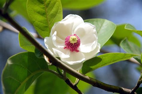 Les Fleurs Coréennes Planète Corée Mugunghwa Et Dautres