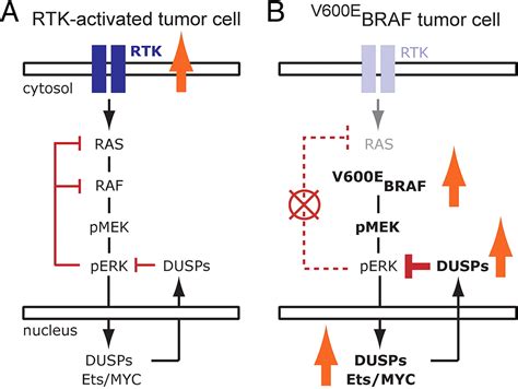 V600ebraf Is Associated With Disabled Feedback Inhibition Of Rafmek Signaling And Elevated