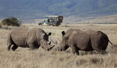 Rhino Safari In Kenya Packages Itineraries Discover Africa Safaris