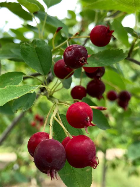 'Autumn Brilliance' Serviceberry