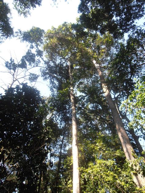 Rainforest Trees For Beginners Owlcation