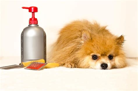 How To Make Homemade Flea Killer For Dogs