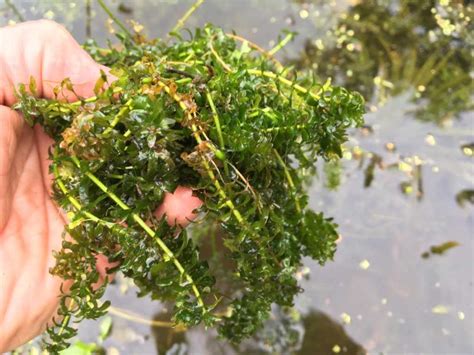 Canadian Pondweed - Elodea Canadensis | Ponds & Aquaria