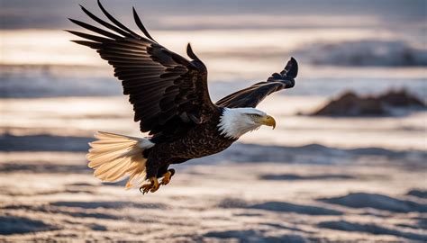 Do Female Bald Eagles Have White Heads Learn The Key Identifying