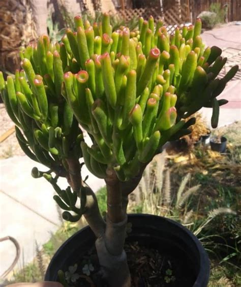 Crassula Ovata Gollum Tree 1 Gal Pot Shrek Ears Tree Bonsai Etsy