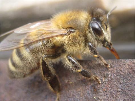 Honey Bees Native To North America | The Life of Bee