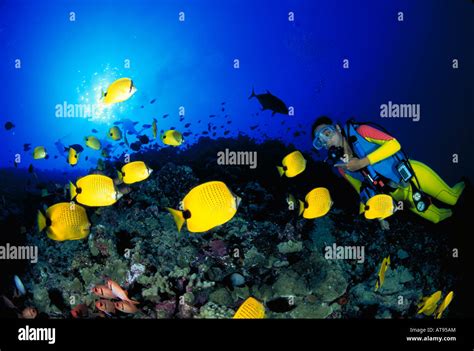 Woman scuba diving off Molokini island, near Maui Stock Photo - Alamy