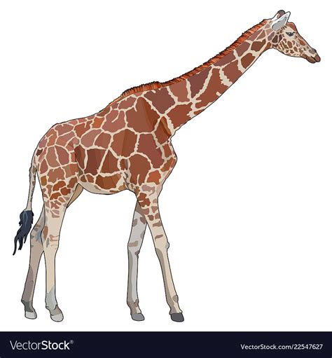 Realistic Giraffe Royalty Free Vector Image Vectorstock