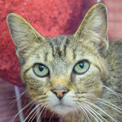 Minnow - Animal House Shelter