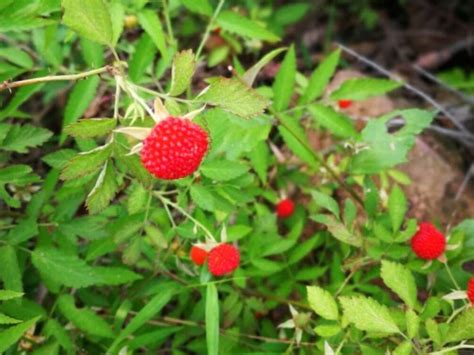 蛇莓种子种植适合的温度？适合南方种植吗？ 长景园林网