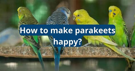 How To Make Parakeets Happy Featherland Bird Cage