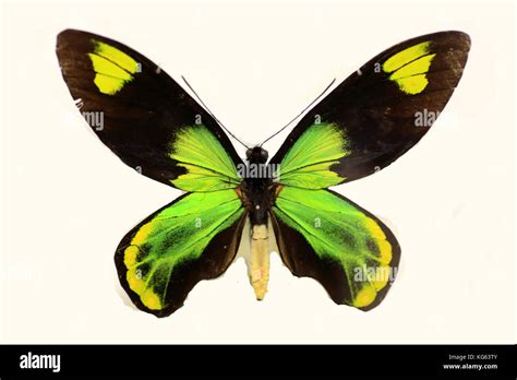 Queen Victorias Birdwing Ornithoptera Victoriae Isolated Stock Photo