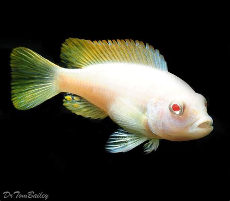 Premium Rare Malawi Albino Red Top Zebra Mbuna Cichlid