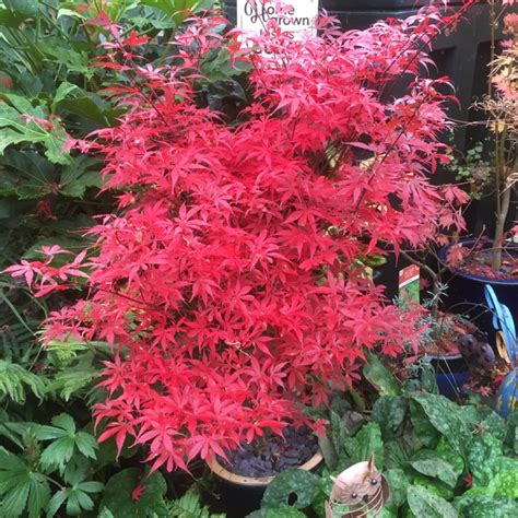 Acer Palmatum Skeeters Broom Japanese Maple Skeeters Broom