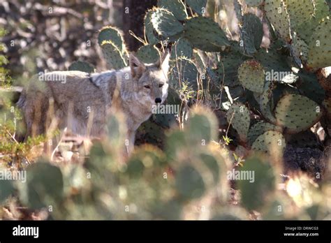 Coyote hunting hi-res stock photography and images - Alamy