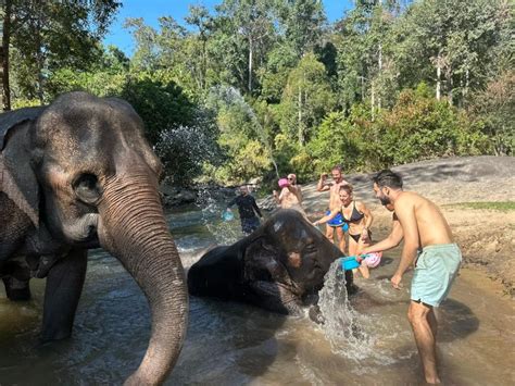 Chiang Mai Waterfall Elephant Sanctuary And Rafting Tour GetYourGuide