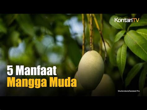 Temukan 7 Manfaat Buah Mangga Muda Yang Jarang Diketahui