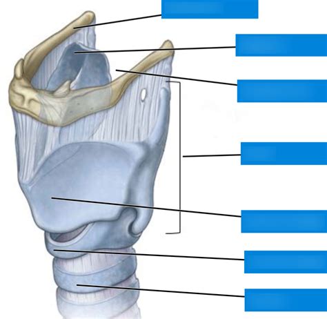 2 2 Pracs Larynx Cartilages Diagram Quizlet