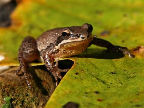 Wild Profile Meet The Chorus Frog Cottage Life