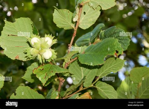 Young Hazel Green Hazelnut Nuts Grow On A Tree Stock Photo Alamy