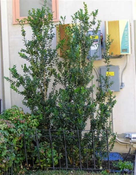 Tall And Slender Shrubs For Tight Spaces