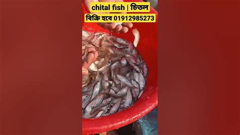 Chital Fish চিতল মাছের পোনা চাষ পদ্ধতি Fish পোনা মাছের নতুন