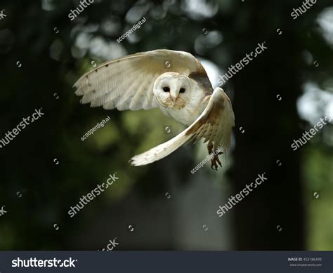 Barn owl flying Images, Stock Photos & Vectors | Shutterstock