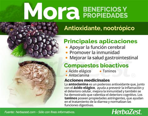 La Mora Tambi N Conocida Como Zarzamora Es Una Fruta De Uso