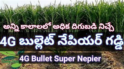 G Bullet Super Napier Fodder Grass G