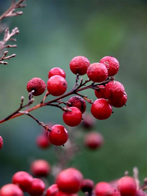 Wild Red Berries · Free Stock Photo