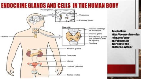 Introduction To The Endocrine System Ppt