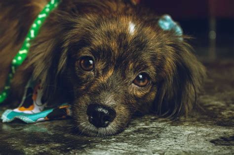 Manejo y tratamiento de la epilepsia en perros y gatos Cuas Formación