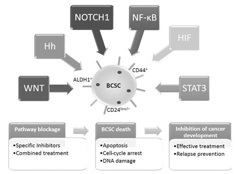 Targeting Cellular Signaling Pathways In Breast Cancer Stem Cells And