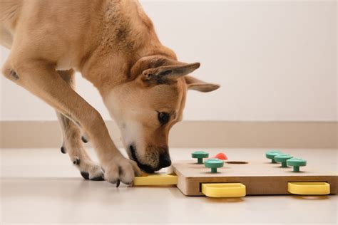 Intelligenzspielzeug Hund besten Arten im Überblick prima