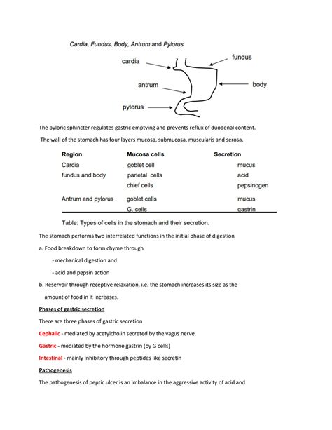 Solution Human Anatomy Surgical Notes On Stomach And Duodenum Studypool